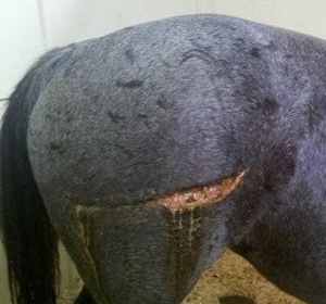 Blue, a mare injured in tornado, recovers but is starting to weave in her stall.