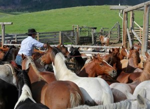 Fred Holcomb selects young horses at the HF Bar Ranch