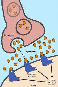 Dopamine in microscopic action