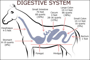 digestive-system-2