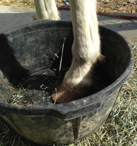 Is your horse balking? Practice with other feet and with an empty pan.