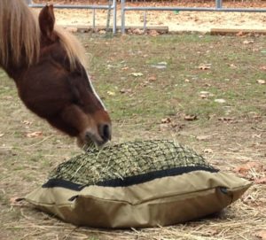 Best slow shop feeders for horses