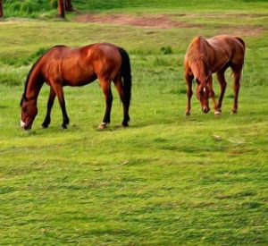 horses-horses-grazing-grass-animals-field-nature-animales-paintography-background-pictures-736x362
