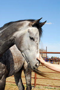 touching-dappled-grey-horse-4825575