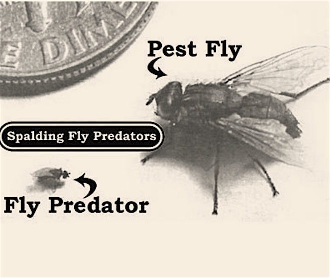 spalding fly predators