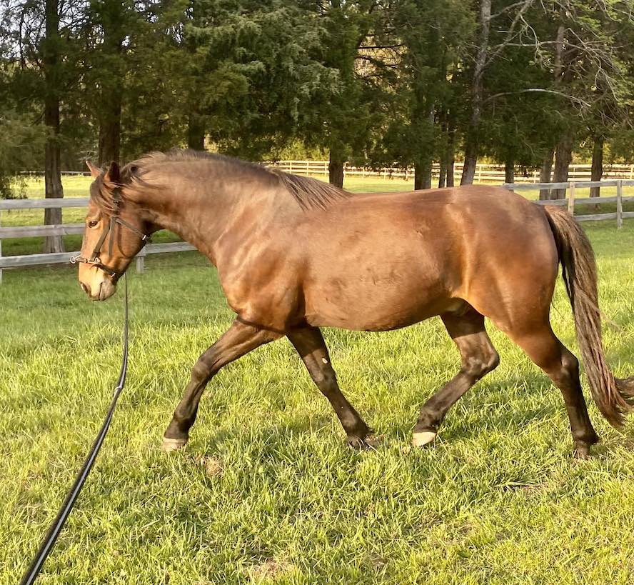 Episode 17: Coaches’ Corner on Lunging – Best Horse Practices